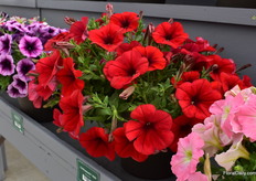Petunia Cascadas Red of Danziger. After the GMO issue, which took out a lot of red, Danziger have put a lot of effort to bfing back a good red on the market.
